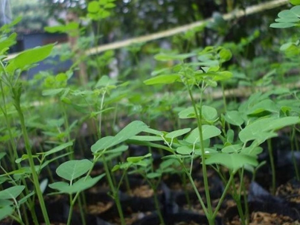 Bí quyết trồng cây chùm ngây tại nhà nhanh thu hoạch